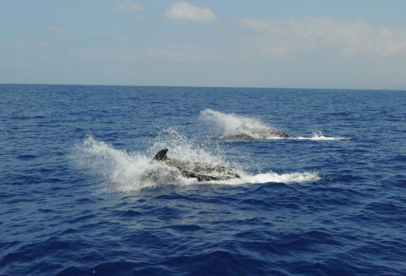 pilot whale